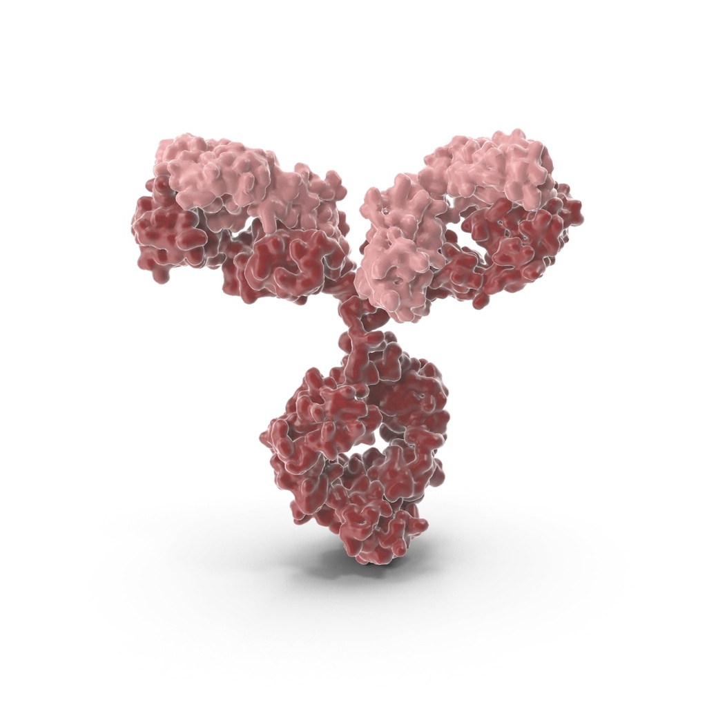 AACS Antibody  Biotin conjugated   