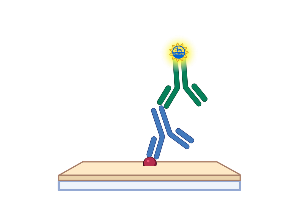 IgG ELISA, Camel