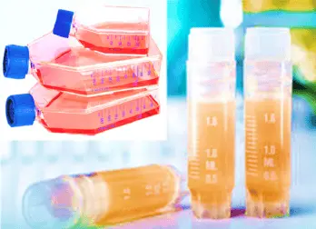 [CELL-SK-759] Human Colonic Smooth Muscle Cells