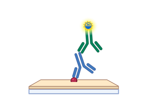 [GEN - E14054B-96] Adiponectin ELISA, Bovine