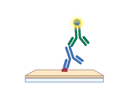 [GEN - EELCh2231-5] α1-AGP ELISA, Chicken