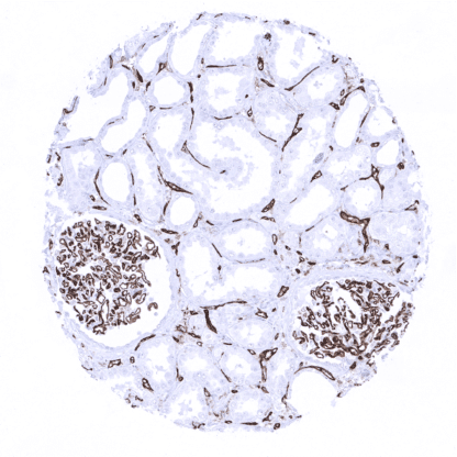 [sk1360] CD31 (MSVA-031M)