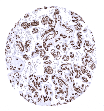 [sk1366] CD34 (MSVA-034R)