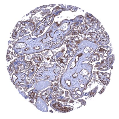 [sk1397] CD141 (MSVA-141M)