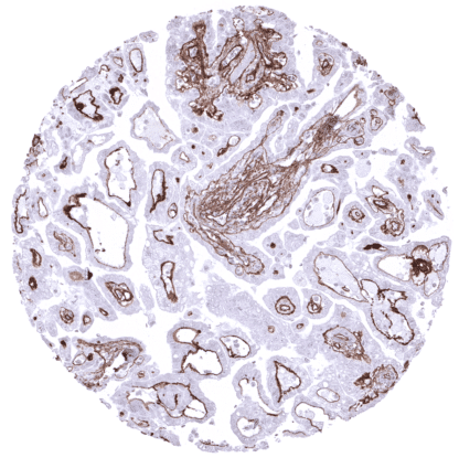 [sk1416] Collagen IV (MSVA-704R)